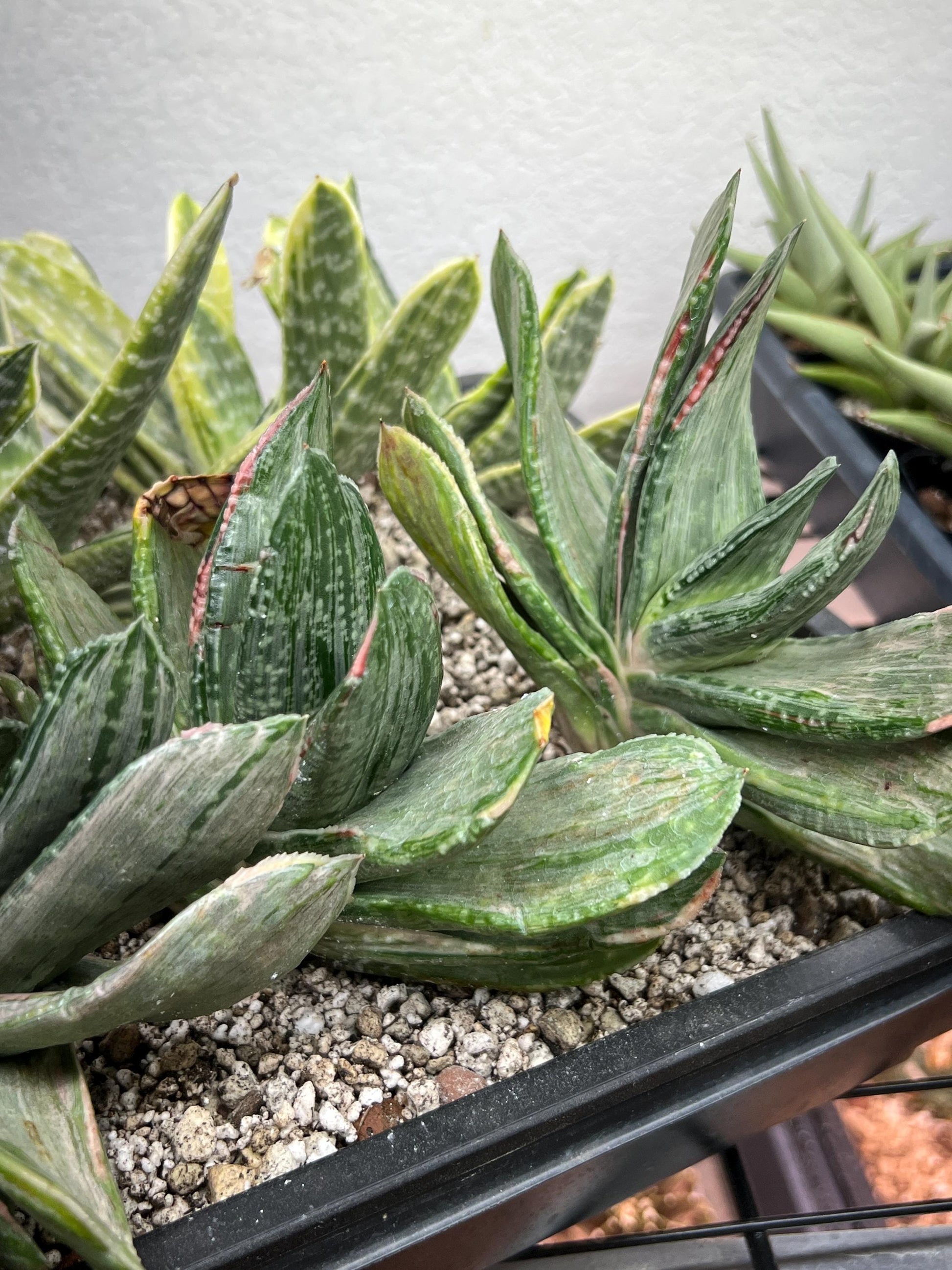 Gasteria Nigricans Silver | South African Plants | Imported Plants