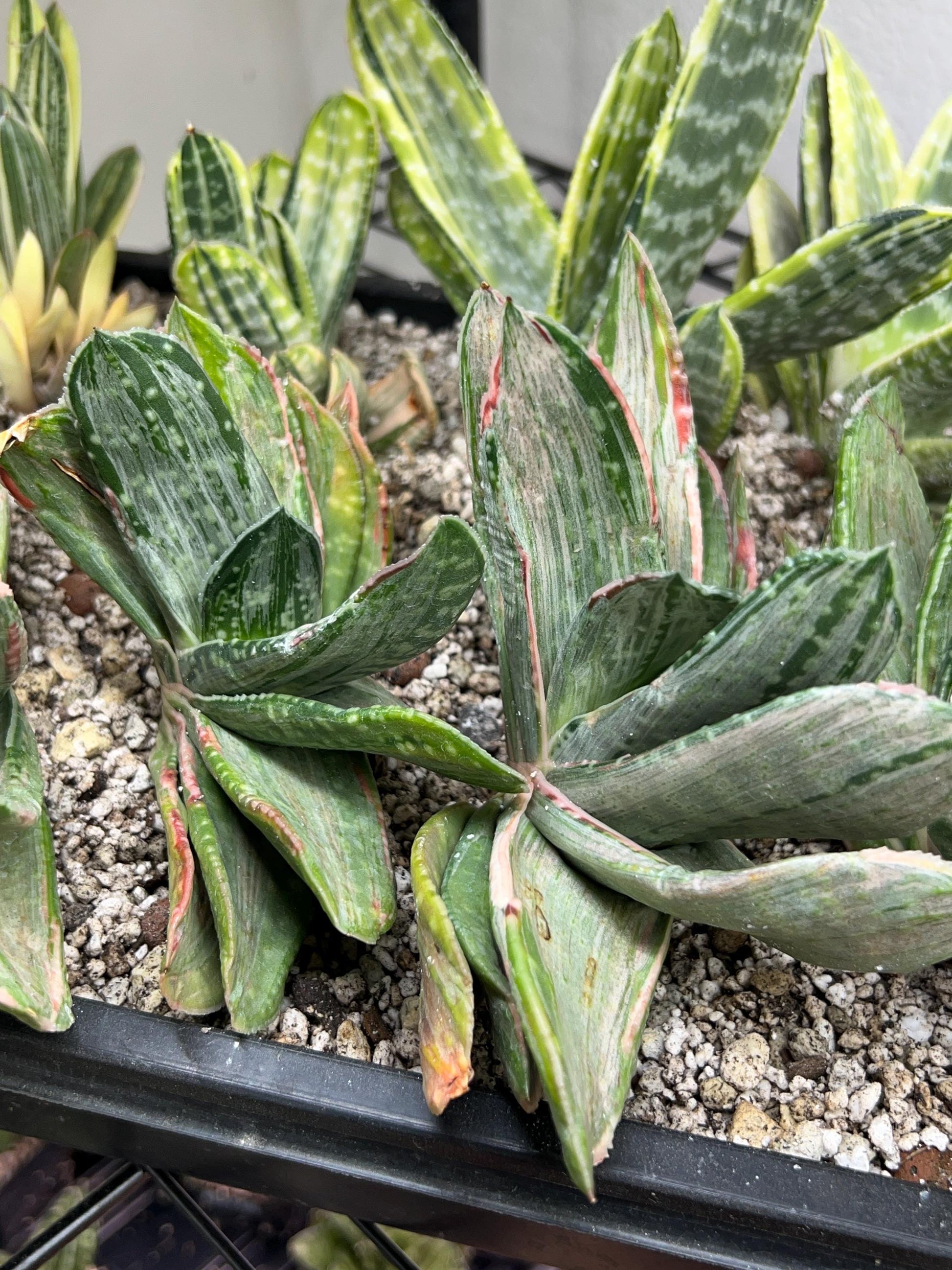 Gasteria Nigricans Silver | South African Plants | Imported Plants