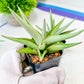 Sansevieria Chanin (PH2) | Imported Hybrids | 2" Pots