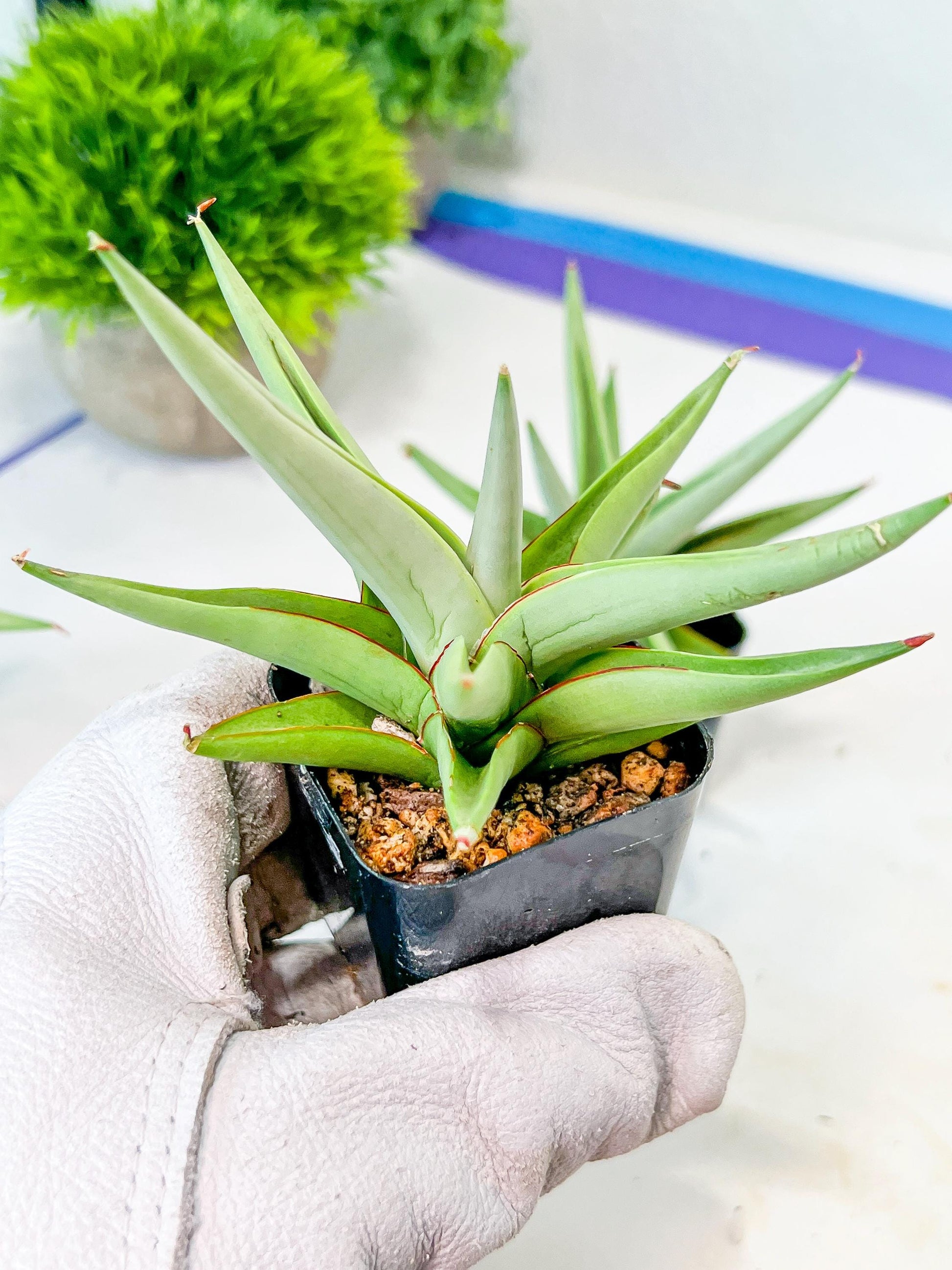 Sansevieria Chanin (PH2) | Imported Hybrids | 2" Pots