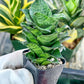 Sansevieria Mahanakron (#RA15) | Imported Indoor Snake plant | 2" Planter