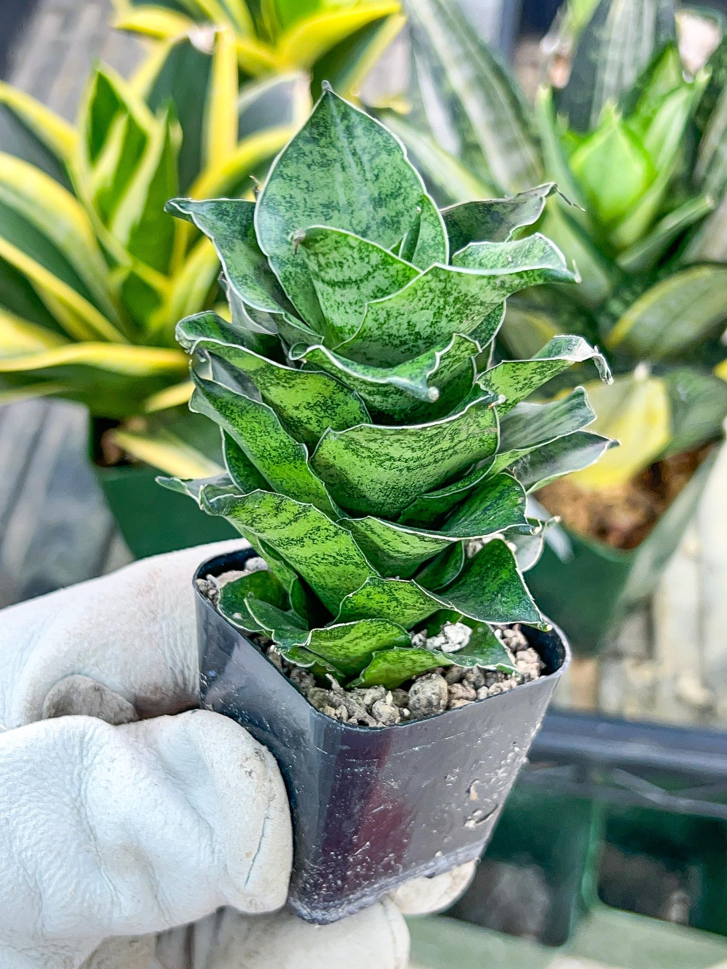 Sansevieria Mahanakron (#RA15) | Imported Indoor Snake plant | 2" Planter