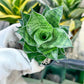 Sansevieria Mahanakron (#RA15) | Imported Indoor Snake plant | 2" Planter