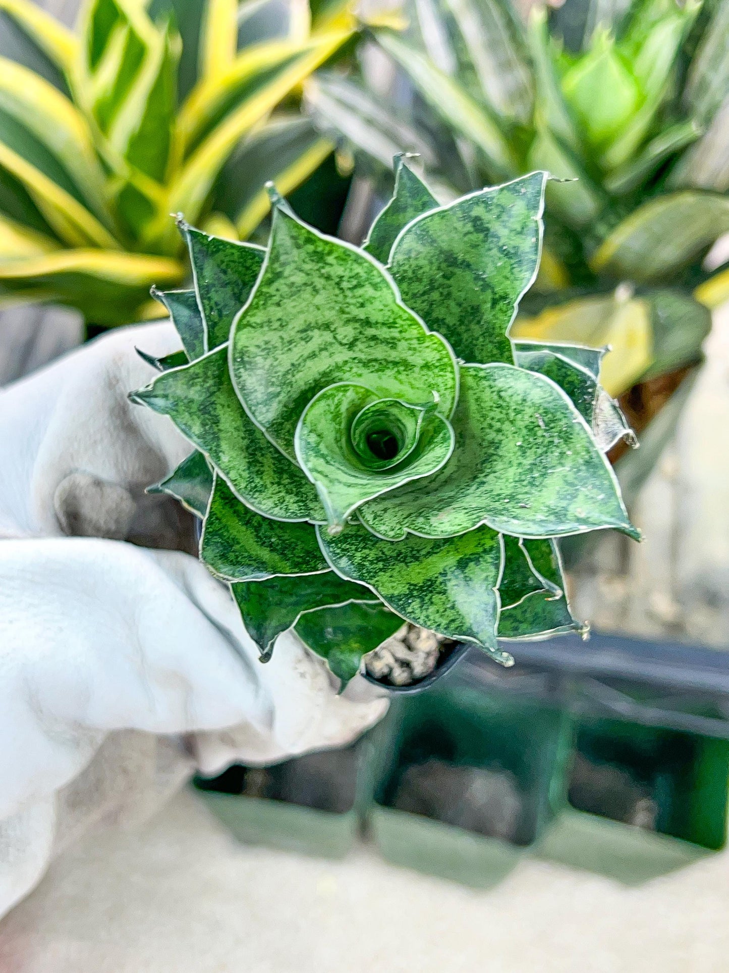 Sansevieria Mahanakron (#RA15) | Imported Indoor Snake plant | 2" Planter