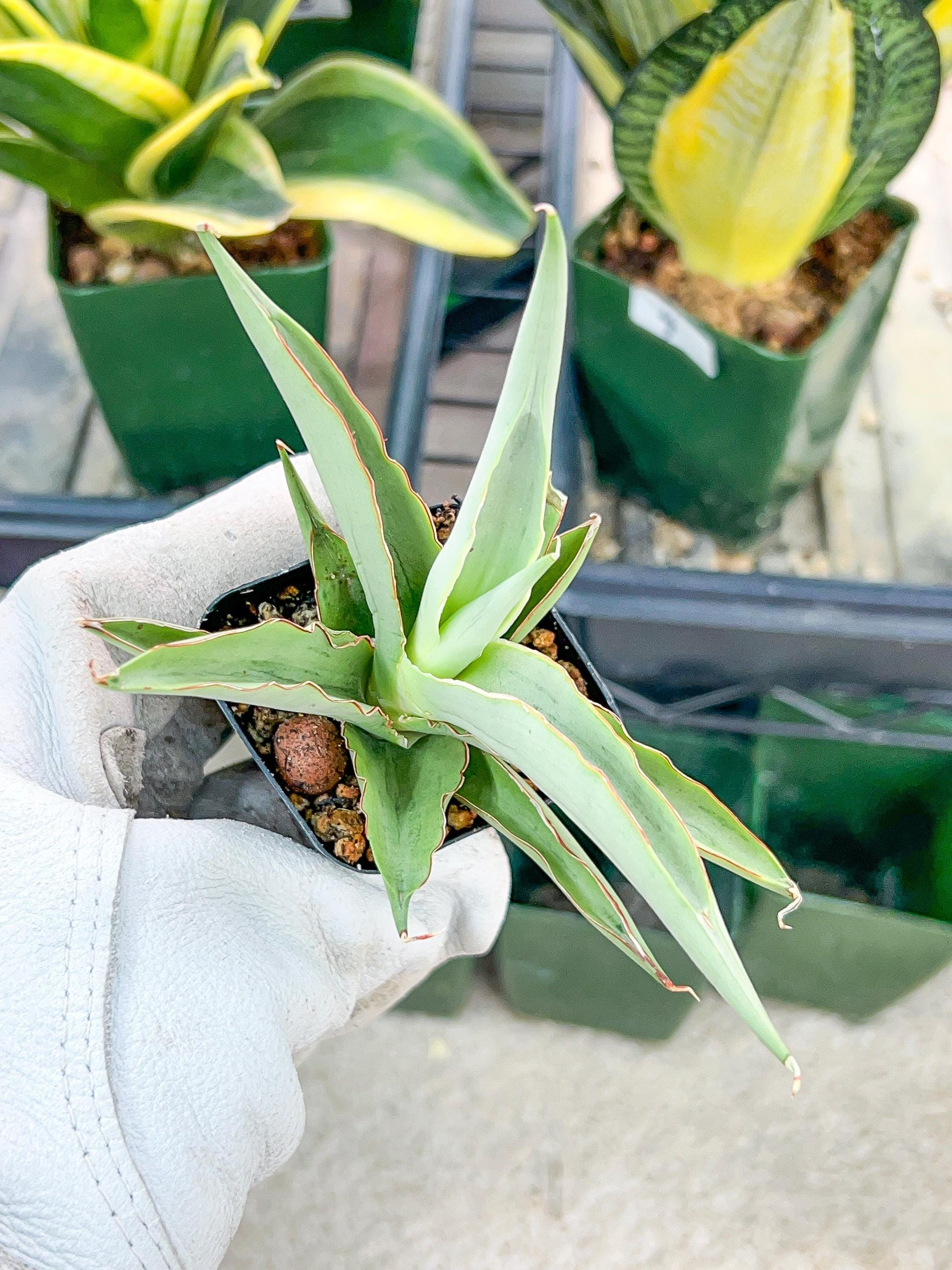 Sansevieria Swan Dancer (#PH8) | Imported Indoor Snake Plant | 2" Planter