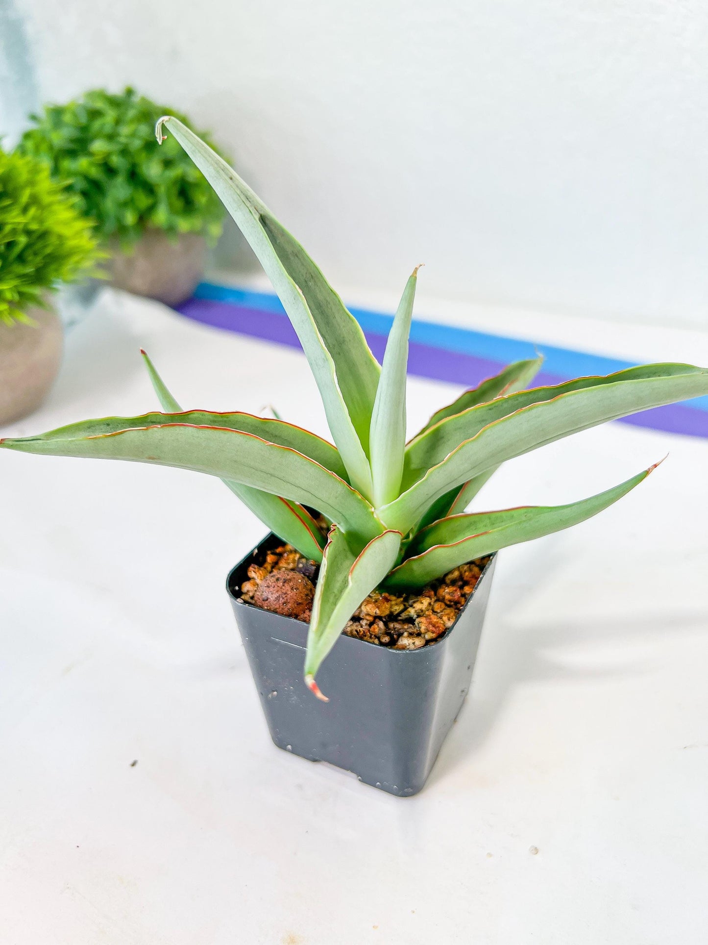 Sansevieria Swan Dancer (#PH8) | Imported Indoor Snake Plant | 2" Planter