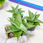 Sansevieria Manee Thewee (PH4) | Imported House Plants | 2" Planter