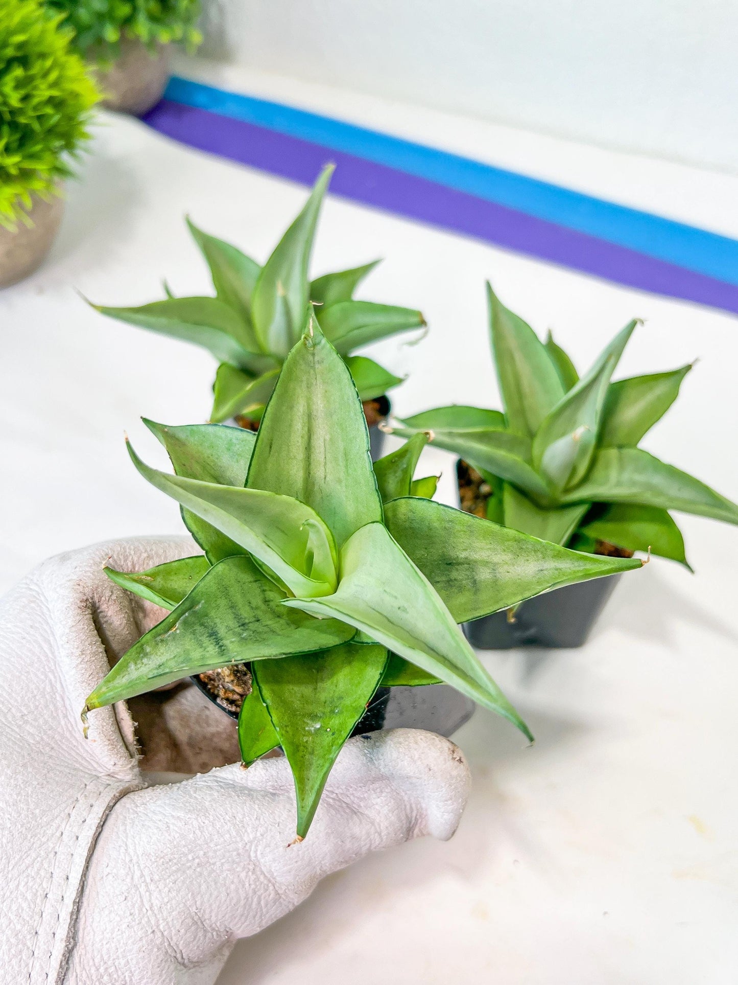 Sansevieria Manee Thewee (PH4) | Imported House Plants | 2" Planter