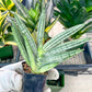 Sansevieria African Zybra (#AC9) | Rare Imported House Plants | In 2Inch Planter