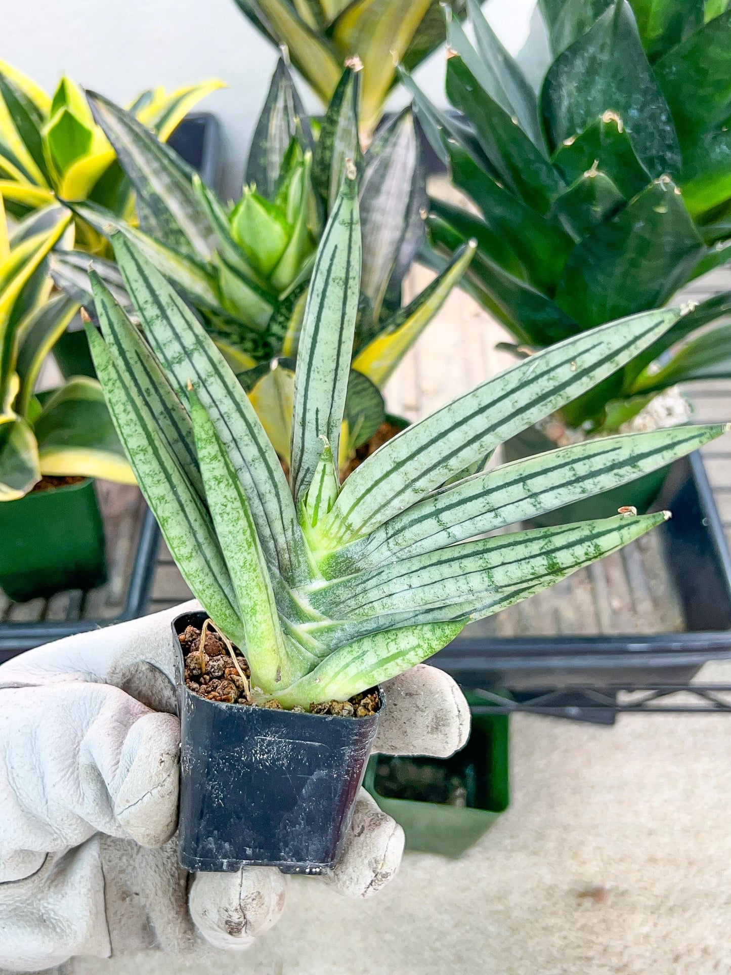 Sansevieria African Zybra (#AC9) | Rare Imported House Plants | In 2Inch Planter