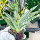 Sansevieria African Zybra (#AC9) | Rare Imported House Plants | In 2Inch Planter