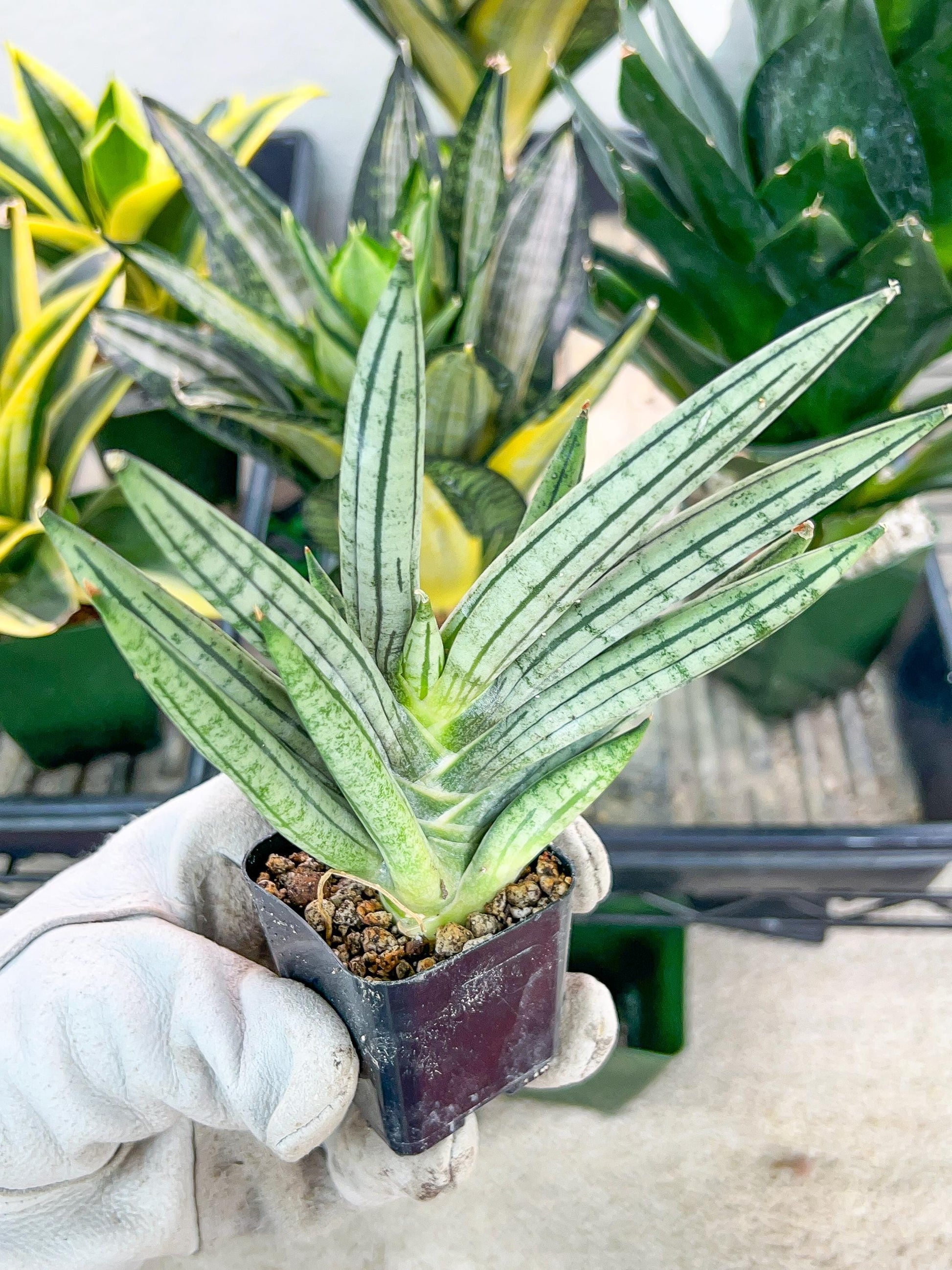 Sansevieria African Zybra (#AC9) | Rare Imported House Plants | In 2Inch Planter