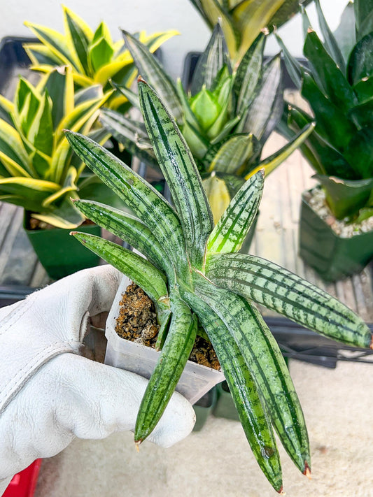 Sansevieria Rocker (#AC8) | Rare Imported House Plants | Hybrid Species