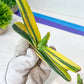 Gasteria Hybrid Carrienata | South African Plants | Imported Plants