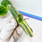 Gasteria Hybrid Carrienata | South African Plants | Imported Plants