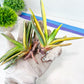 Gasteria Hybrid Carrienata | South African Plants | Imported Plants