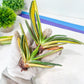 Gasteria Hybrid Carrienata | South African Plants | Imported Plants