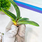 Gasteria Battesiana Black | South African Plants | Imported Plants
