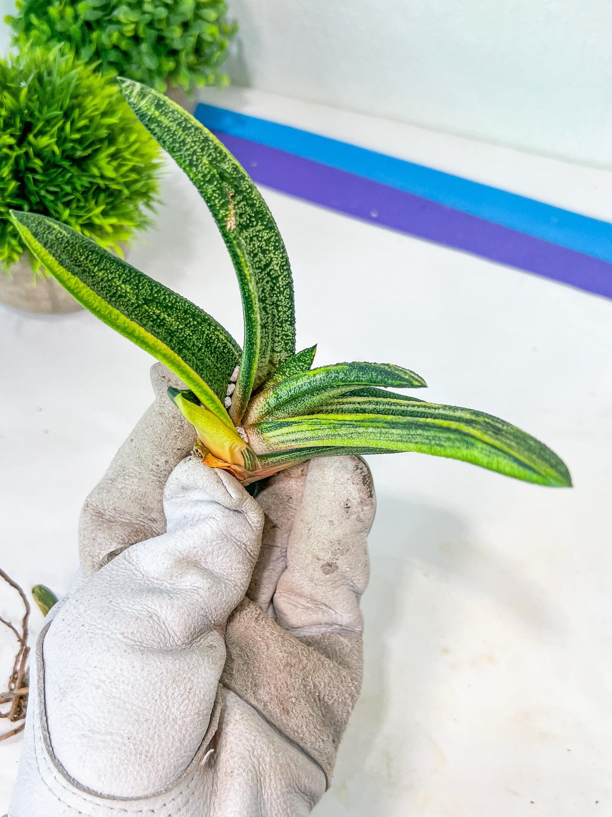 Gasteria Battesiana Black | South African Plants | Imported Plants