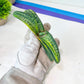 Gasteria Battesiana Black | South African Plants | Imported Plants
