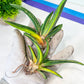Gasteria Battesiana Black | South African Plants | Imported Plants