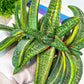 Gasteria Battesiana Black | South African Plants | Imported Plants