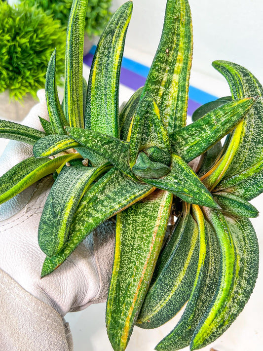 Gasteria Battesiana Black | Imported Succulent | rare species