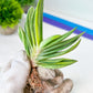 Gasteria Hybrid Vilansii | South African Plants | Imported Plants