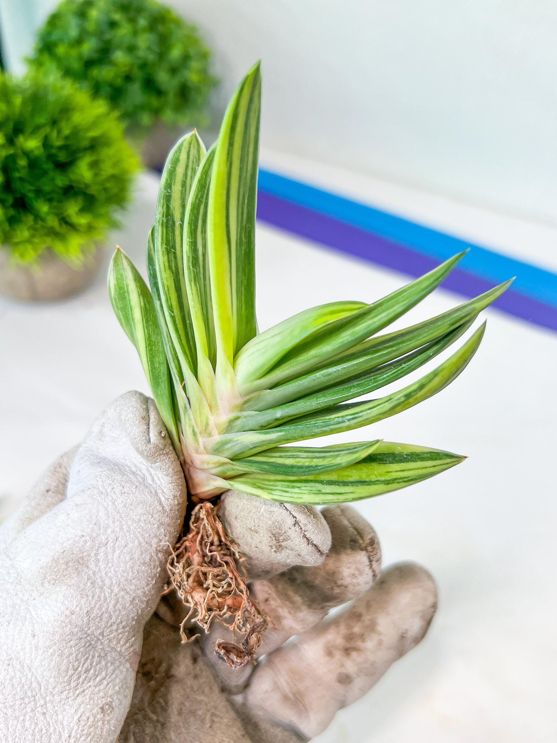 Gasteria Hybrid Vilansii | South African Plants | Imported Plants