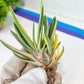 Gasteria Hybrid Vilansii | South African Plants | Imported Plants
