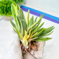 Gasteria Hybrid Vilansii | South African Plants | Imported Plants