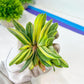 Gasteria Hybrid Vilansii | South African Plants | Imported Plants