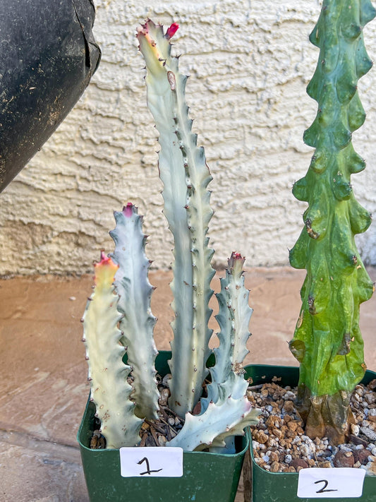 Rare Cactus Collections (C4/1~3) | Plant names listed in descriptions | 3.5" Pot