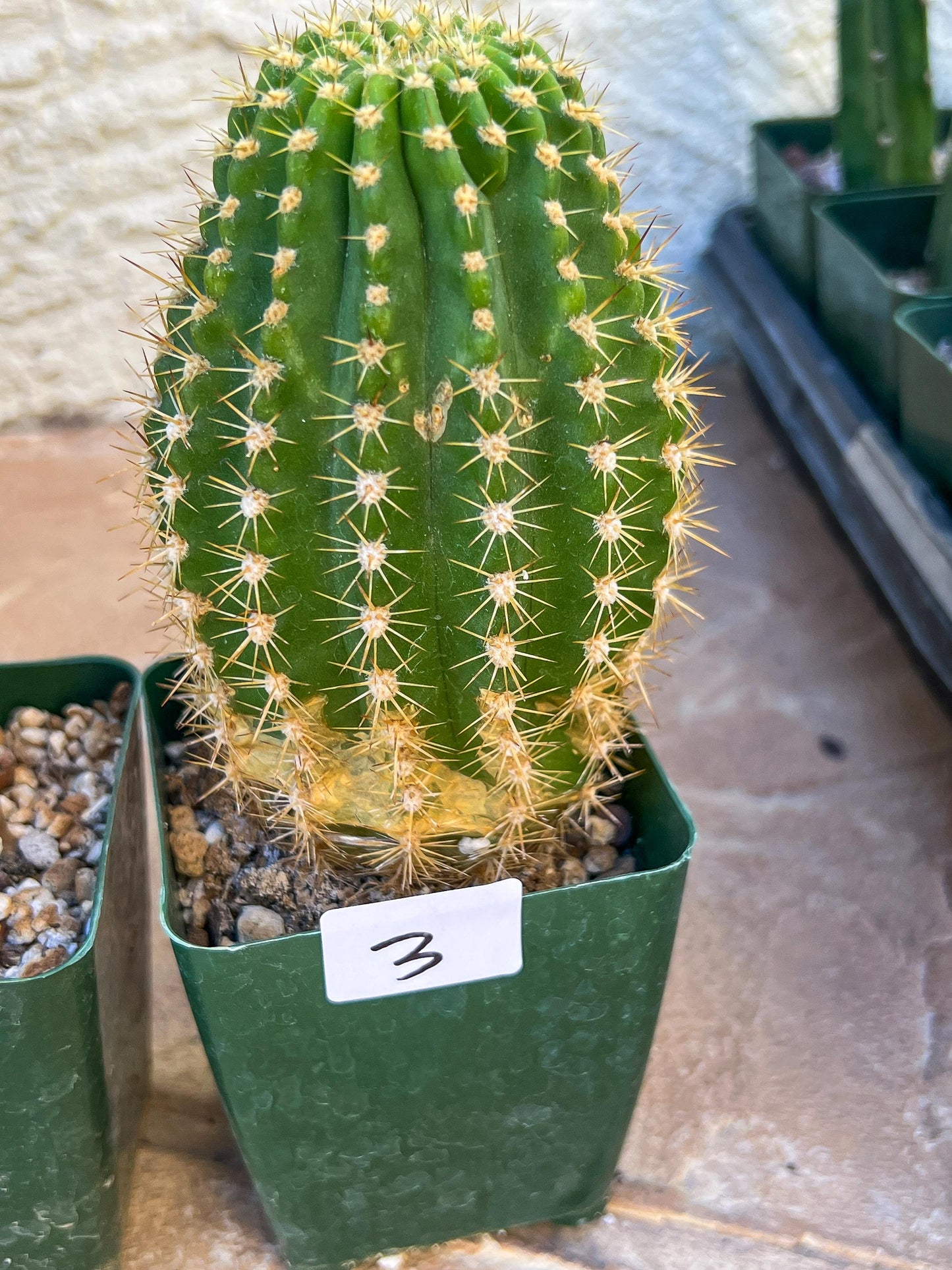 Rare Cactus Collections (C4/1~3) | Plant names listed in descriptions | 3.5" Pot