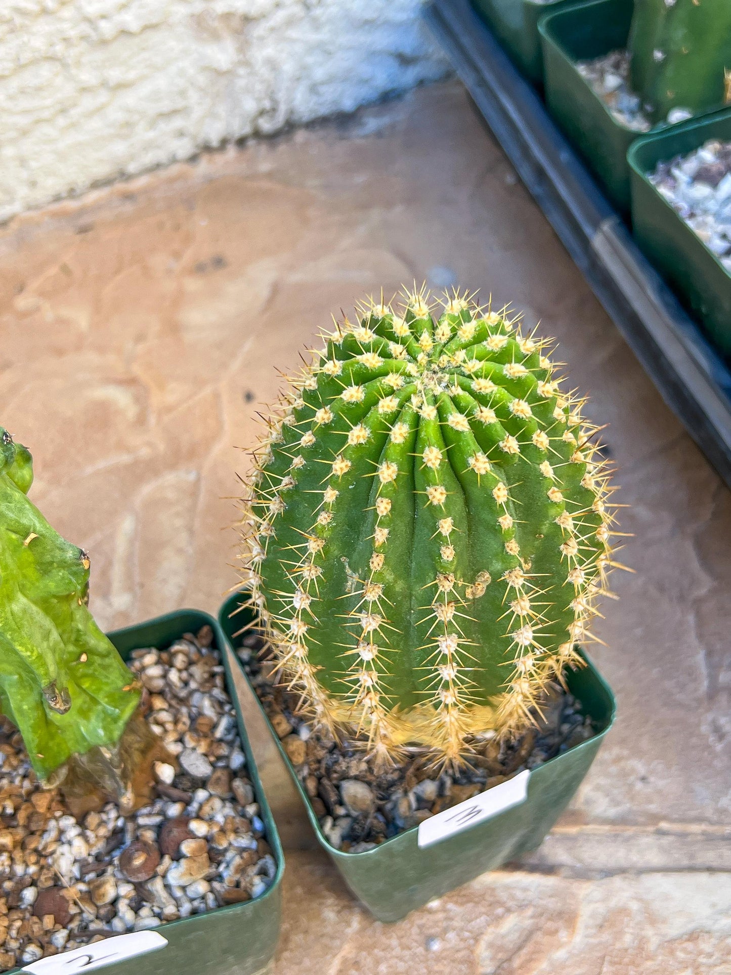 Rare Cactus Collections (C4/1~3) | Plant names listed in descriptions | 3.5" Pot