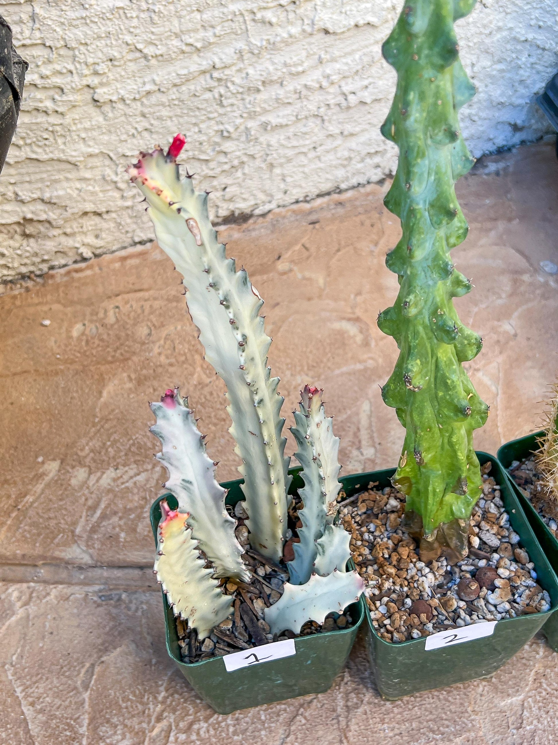 Rare Cactus Collections (C4/1~3) | Plant names listed in descriptions | 3.5" Pot