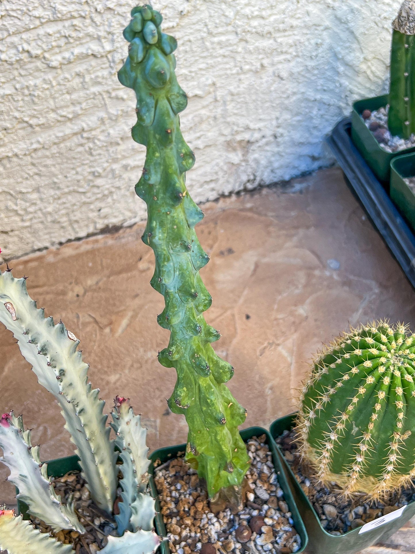 Rare Cactus Collections (C4/1~3) | Plant names listed in descriptions | 3.5" Pot