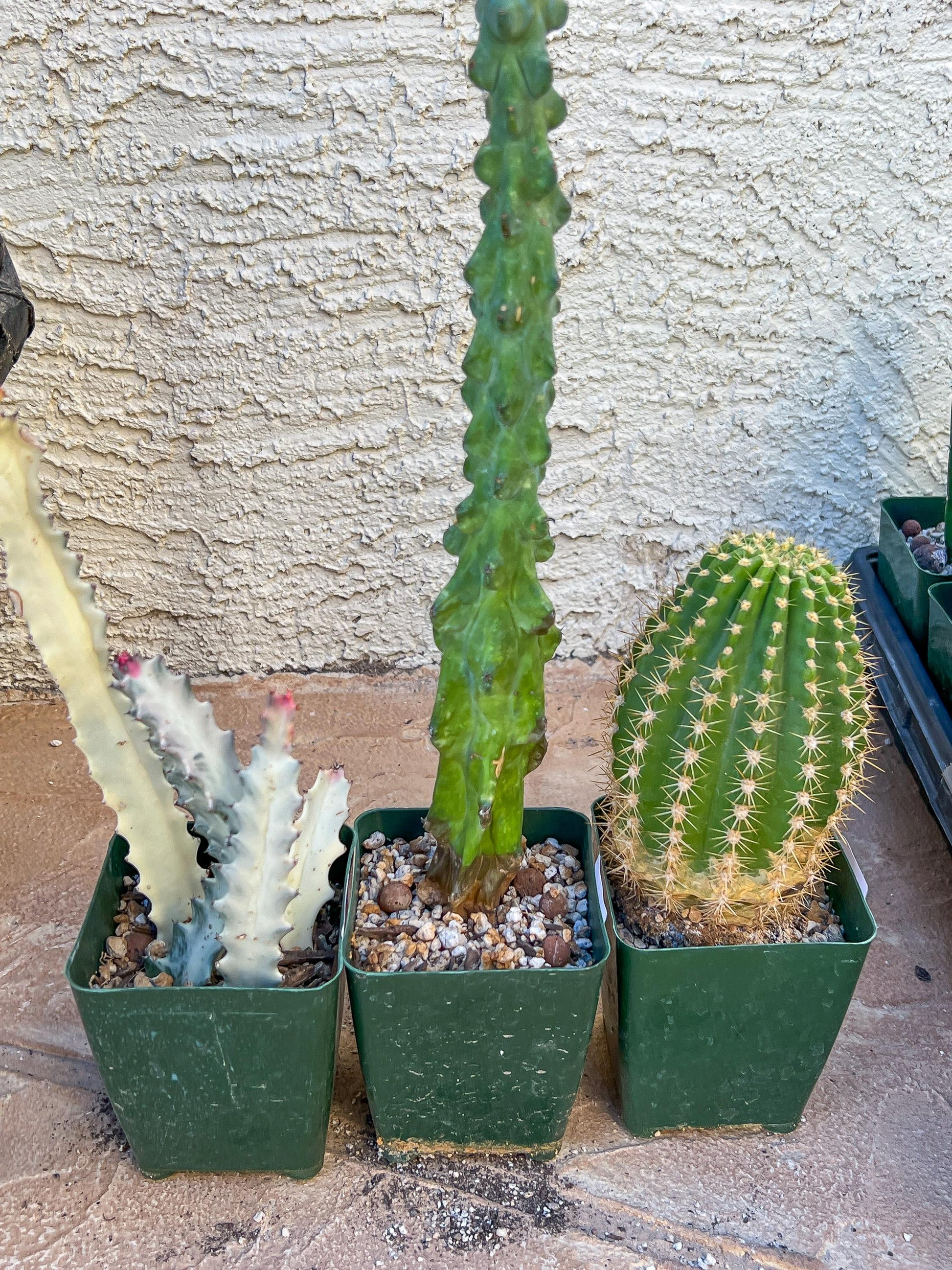 Rare Cactus Collections (C4/1~3) | Plant names listed in descriptions | 3.5" Pot