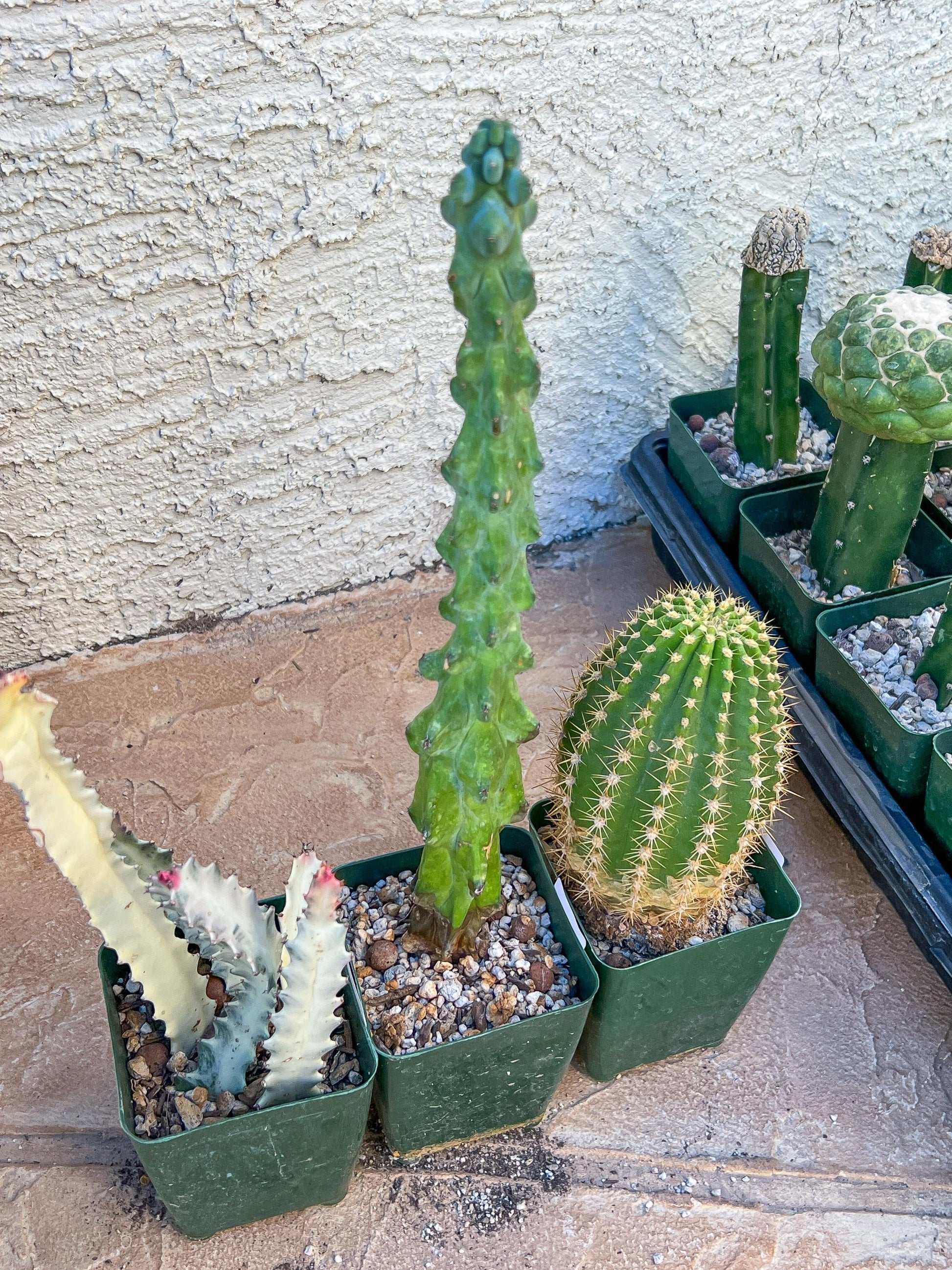 Rare Cactus Collections (C4/1~3) | Plant names listed in descriptions | 3.5" Pot