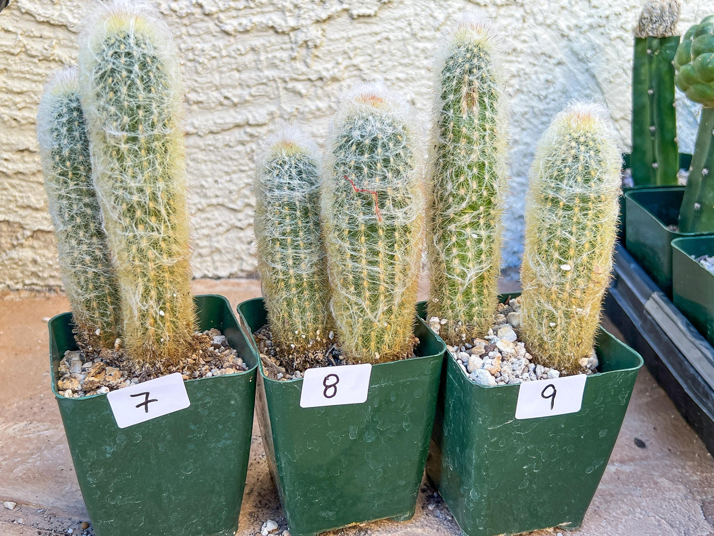 Rare Cactus Collections (C2/4~9) | Plant names listed in descriptions | 3.5" Pot