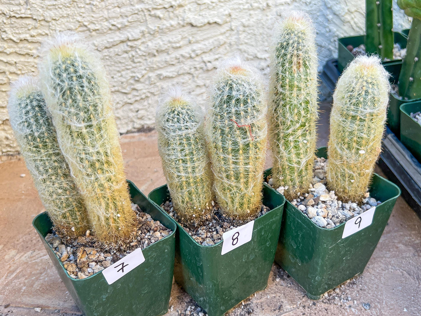 Rare Cactus Collections (C2/4~9) | Plant names listed in descriptions | 3.5" Pot