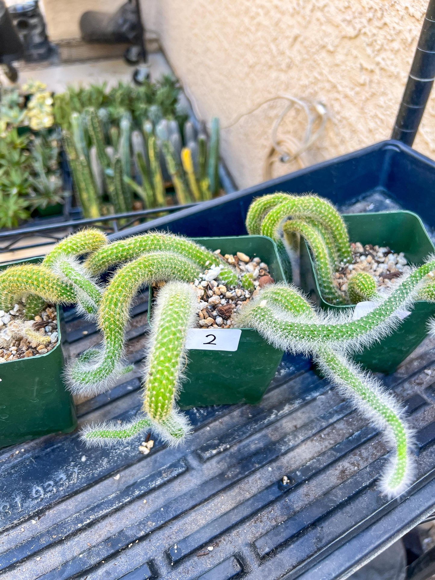 Rare Cactus Collections (C5/1~9) | Plant names listed in descriptions | 3.5" Pot