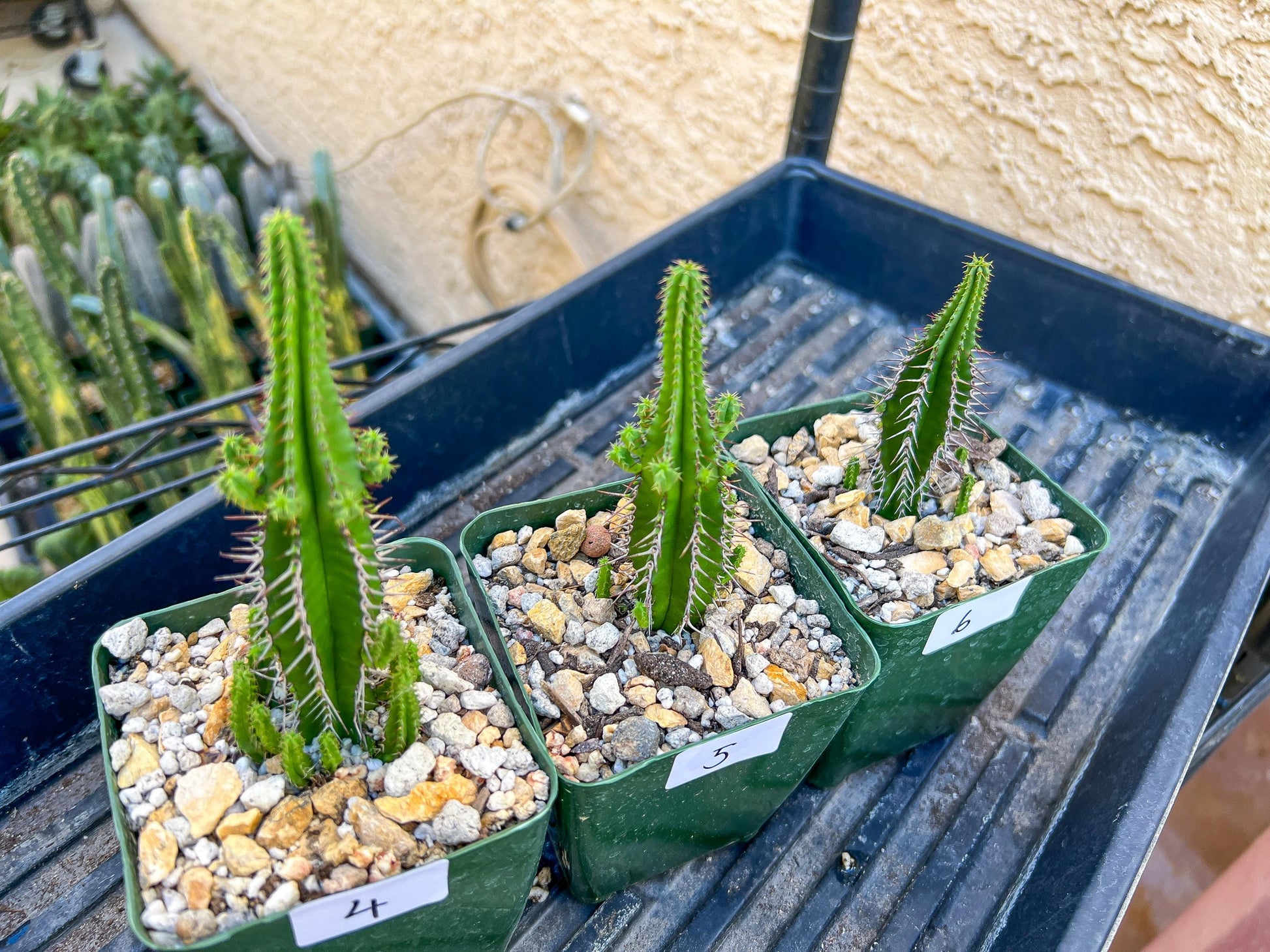 Rare Cactus Collections (C5/1~9) | Plant names listed in descriptions | 3.5" Pot