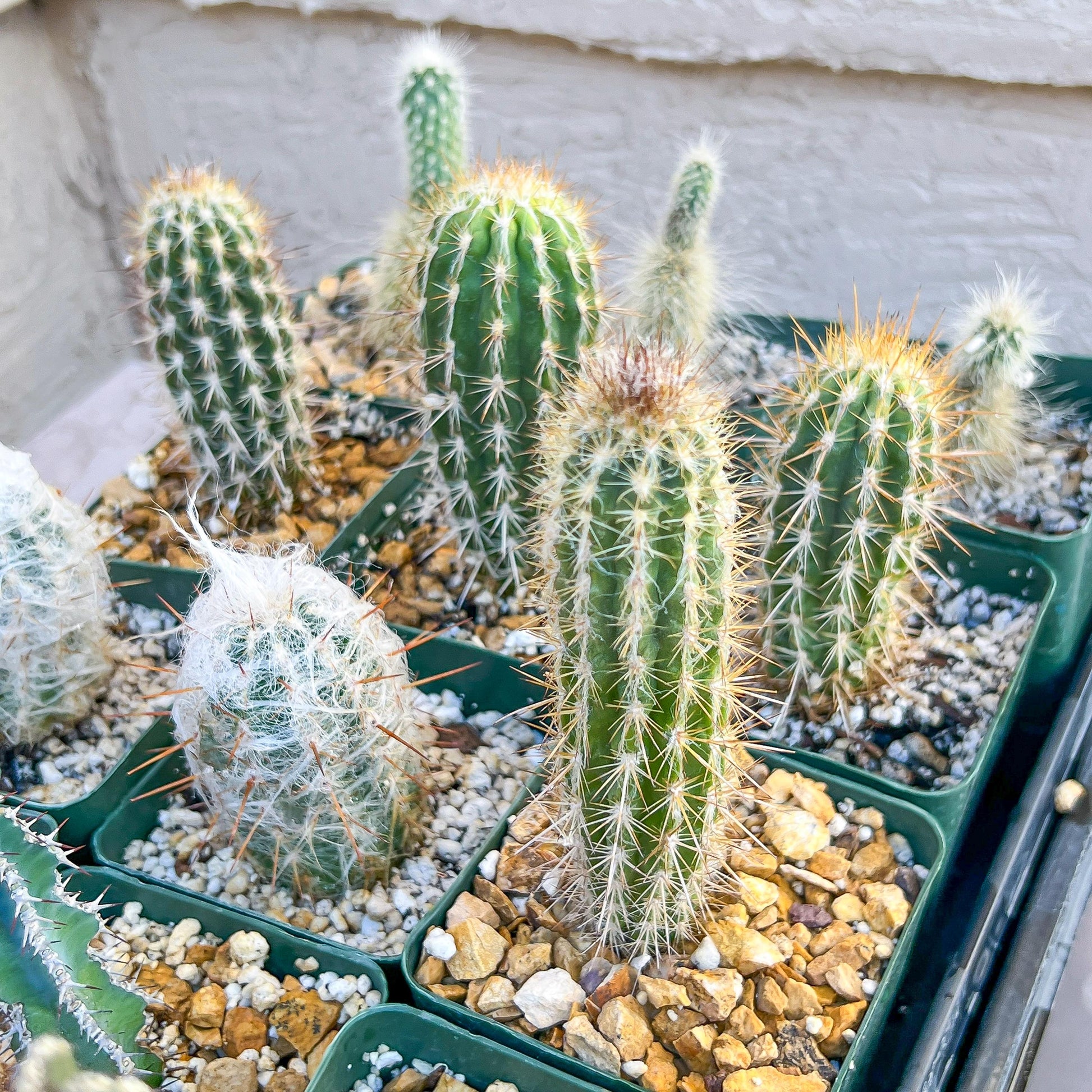 Rare Cactus Collections (C1/1~9) | Plant names listed in descriptions | 3.5" Pot