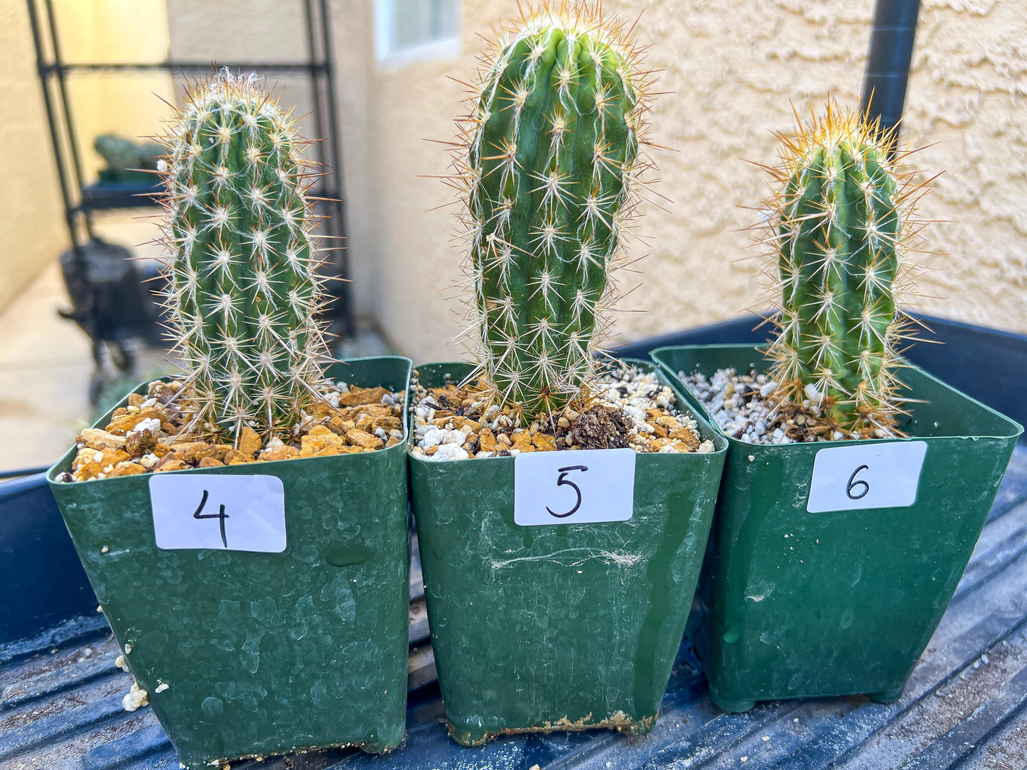 Rare Cactus Collections (C1/1~9) | Plant names listed in descriptions | 3.5" Pot