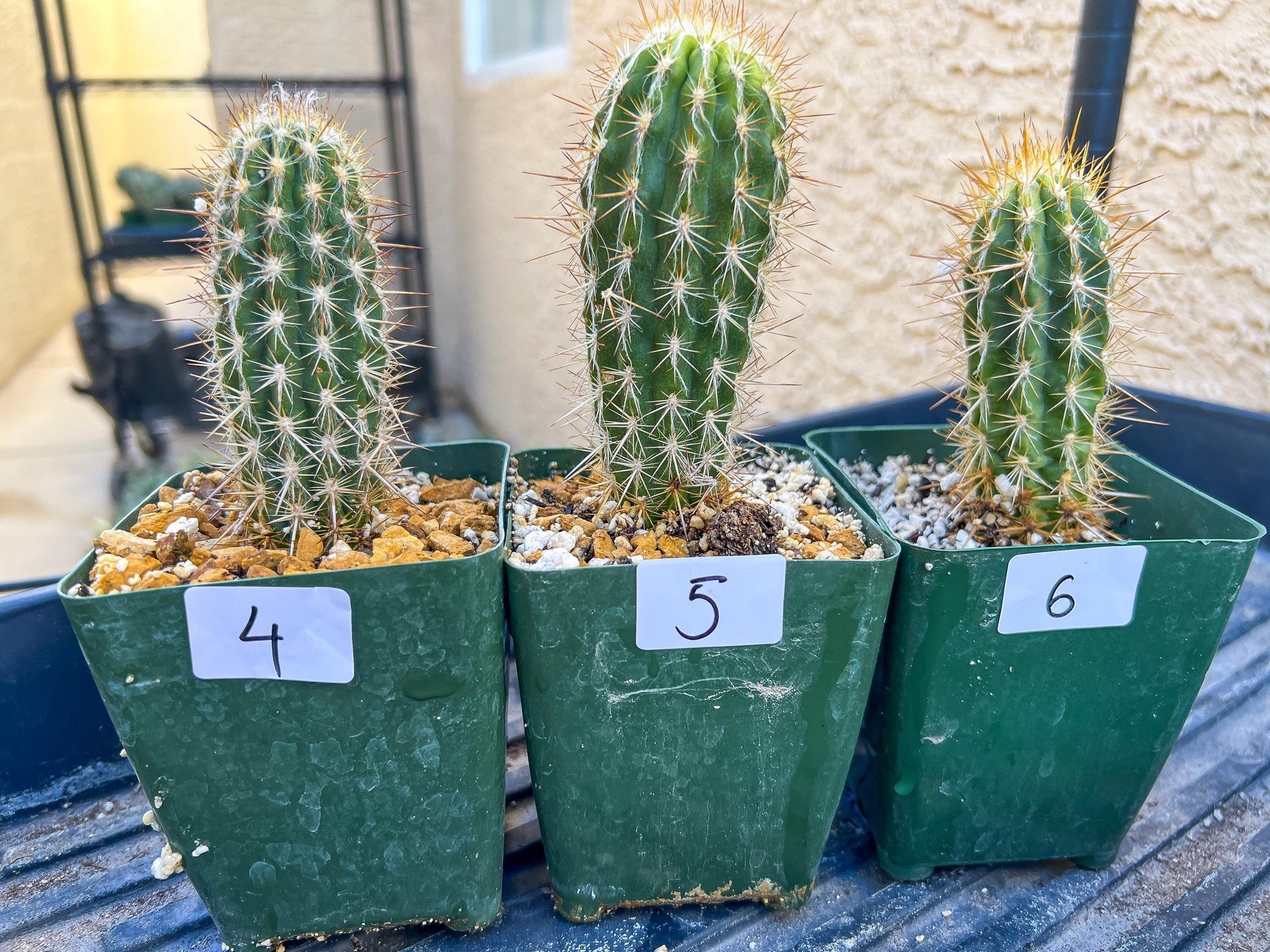 Rare Cactus Collections (C1/1~9) | Plant names listed in descriptions | 3.5" Pot