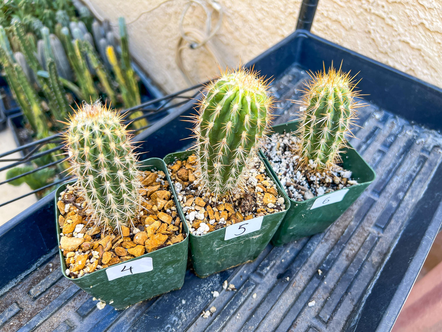 Rare Cactus Collections (C1/1~9) | Plant names listed in descriptions | 3.5" Pot