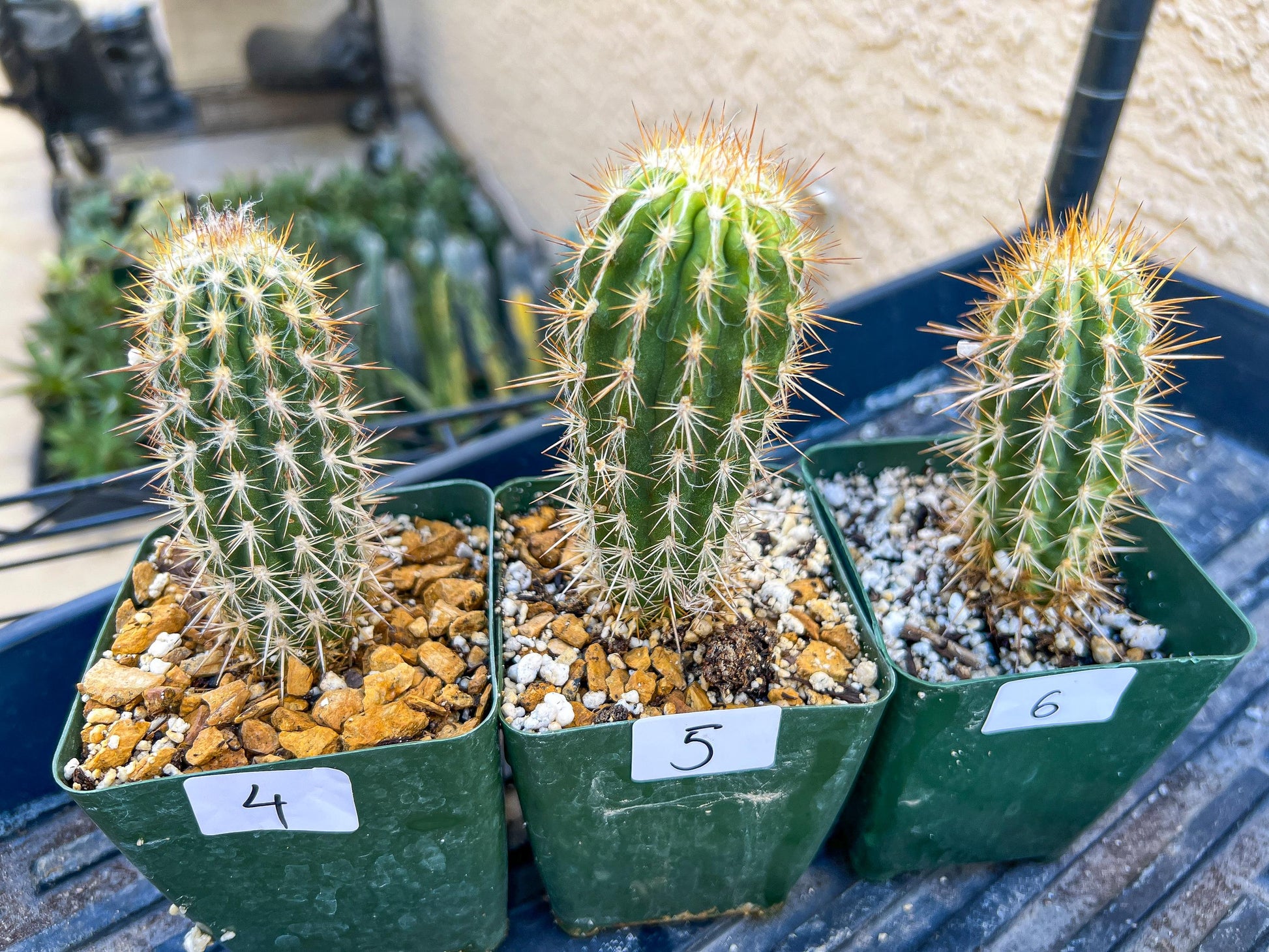 Rare Cactus Collections (C1/1~9) | Plant names listed in descriptions | 3.5" Pot