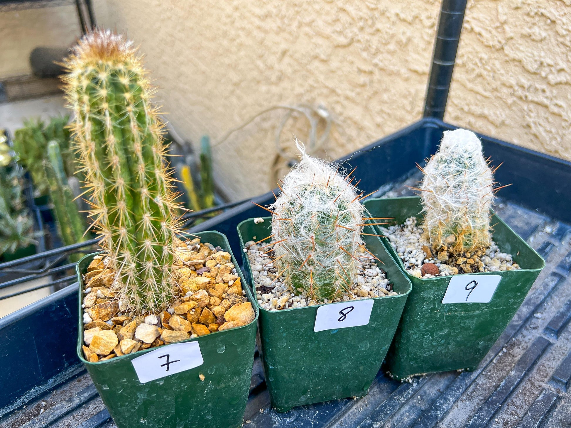 Rare Cactus Collections (C1/1~9) | Plant names listed in descriptions | 3.5" Pot