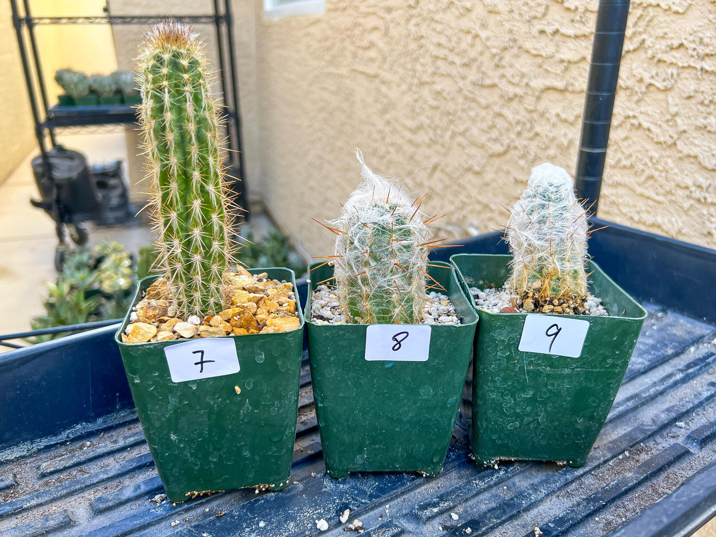 Rare Cactus Collections (C1/1~9) | Plant names listed in descriptions | 3.5" Pot